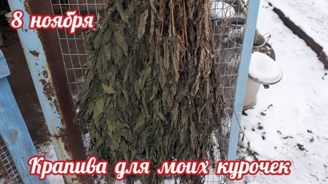 крапива для моих курочек в зимнее время. смотреть онлайн