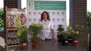 Ассортимент декоративных и плодовых растений в красочной упаковке.