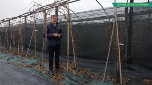 Как правильно обрезать актинидию. Актинидия Коломикта и актинидия Аргута: посадка и уход.