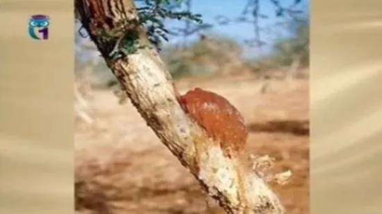 Камедь смотреть онлайн