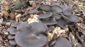 ЦЕЛЫЙ ДЕНЬ В ПОХОДЕ! МЫ С ГРИБАМИ! СТОЛЬКО ВСЕГО НАШЛИ!