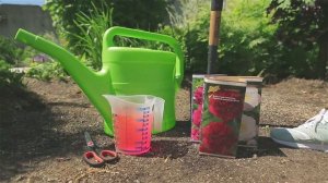 Особенности весенней и осенней посадки пионов. Осенняя посадка пионов. Весенняя посадка пионов.