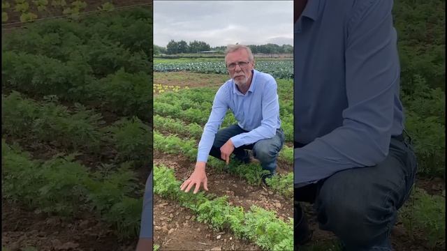 Лучший способ избавиться от морковной и луковой мухи. Что делать, если закудрявилась морковь.