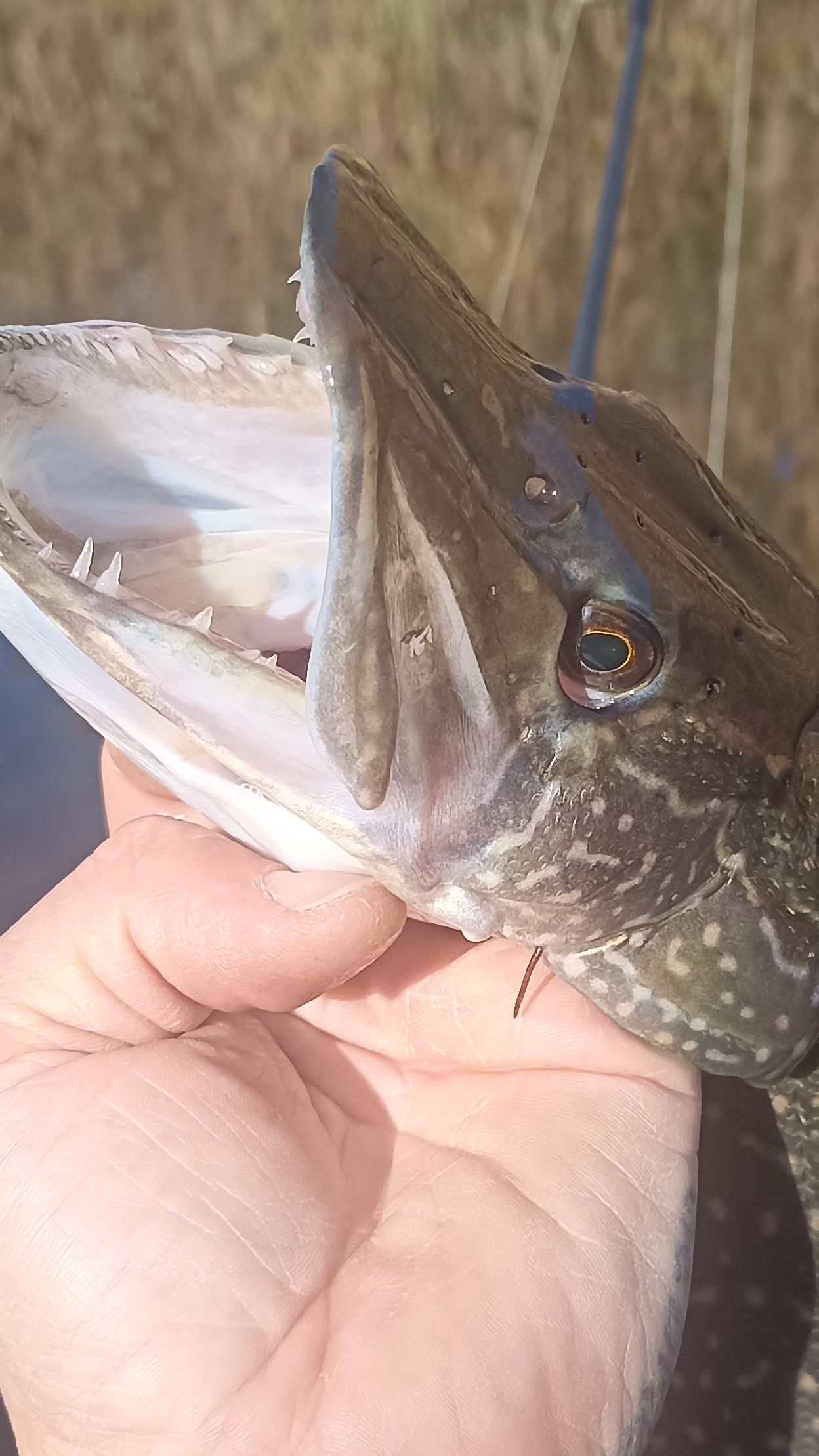 Щуки куча,но не активна!