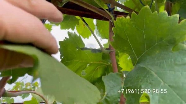 Виноград Алиса в стране чудес 20 сентября 2024 год. Новороссийск, Краснодарского края.