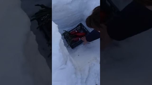 Как сохранить саженцы роз и клематисов до посадки в грунт. Как сохранить саженцы роз зимой.