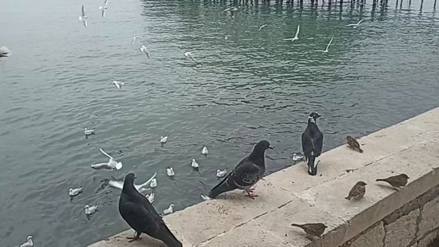 32. Снова на зиму в Абхазию. День 32, 7.11.2024. Прогулка по набережной Сухума. Рыбаки и рыбки смотреть онлайн