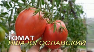 Томат ЯША ЮГОСЛАВСКИЙ. Обзор сортов ТОМАТОВ!
