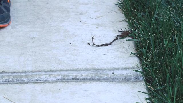Pesticide Disposal смотреть онлайн