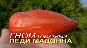 ГНОМ томатный ЛЕДИ МАДОННА. Обзор сортов ТОМАТОВ!