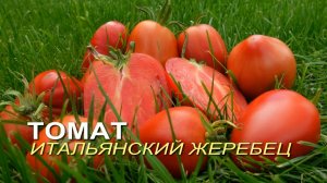Томат ИТАЛЬЯНСКИЙ ЖЕРЕБЕЦ. Обзор сортов ТОМАТОВ!