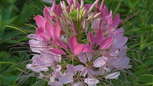 ЦВЕТОК-ПАУК. КЛЕОМА. Чудесный однолетник