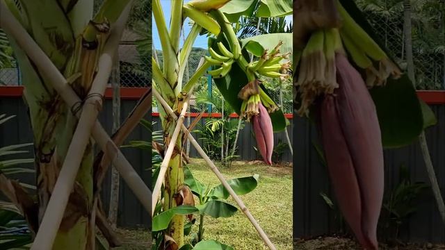 Как летает Колибри. Бесплатная обзорная экскурсия Пхукет. Таиланд за 50 тысяч рублей@tutsi-dieti смотреть онлайн