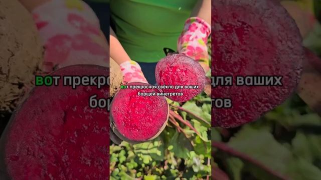 СВЕКЛА-ЭТАЛОН! Свекла длительного хранения.