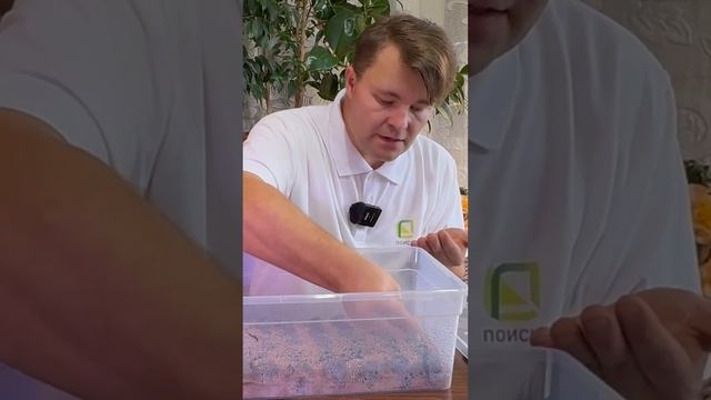 Посев эустомы в торфяные таблетки. Эустома взойдет 100%, если посеять семена эустомы таким способом.