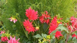 ГЕОРГИНЫ . Чудесные однолетние и многолетние георгины