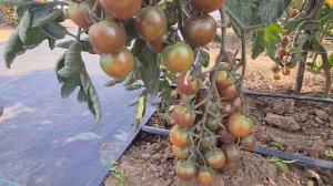 Лучшие сорта и гибриды томатов черри для открытого грунта. Урожайные и вкусные томаты черри.