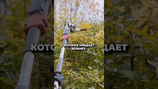 МК Как подготовить свой УЧАСТОК И САД К ЗИМЕ? смотреть онлайн