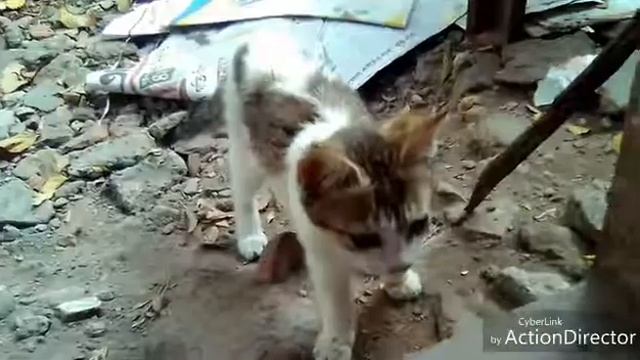 The Lady cat "Luchi" ear dancer!!!! =D =D смотреть онлайн