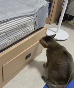 Хозяйка сказала что приедут внуки...