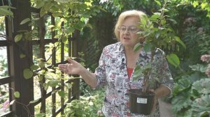 Актинидия. Сорта для выращивания в средней полосе России. Советы по агротехнике.