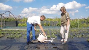 Как добиться богатого урожая земляники садовой? Посадка рассады фриго.