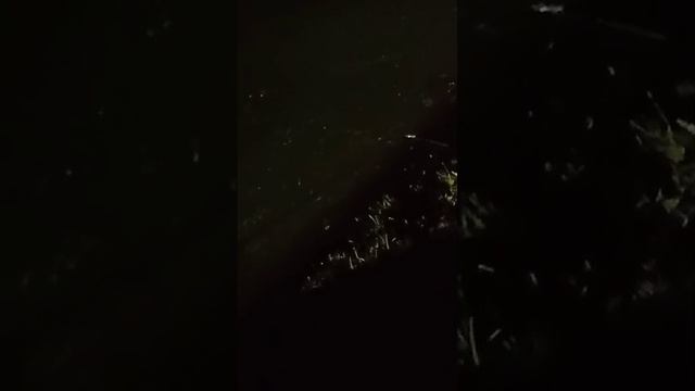 вечерняя поимка смотреть онлайн