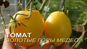 Томат ЗОЛОТЫЕ ГОРЫ МЕДЕО. Обзор сортов ТОМАТОВ!