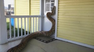 Такое Увидишь Только в Австралии!