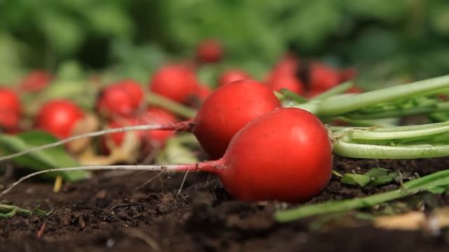 Лучшие сорта редиса Агрофирмы Поиск