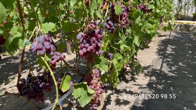 Виноград Эверест 16 августа 2024 год, Новороссийск.