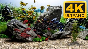 Screensaver / Аквариум заставка / 2 часа / Звуки / Релакс