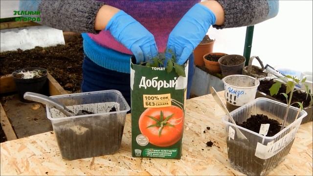 ПИКИРОВКА ТОМАТОВ! В ПОЛ-литра или в ДВА литра! Советы от ЗЕЛЕНОГО ОГОРОДА!