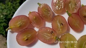 Виноград Андрей 53 , сравним мускаты разных форм, 16 августа 2024 год, Новороссийск