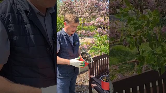 Самые урожайные сорта ремонтантной малины. Как правильно выбрать саженцы малины.