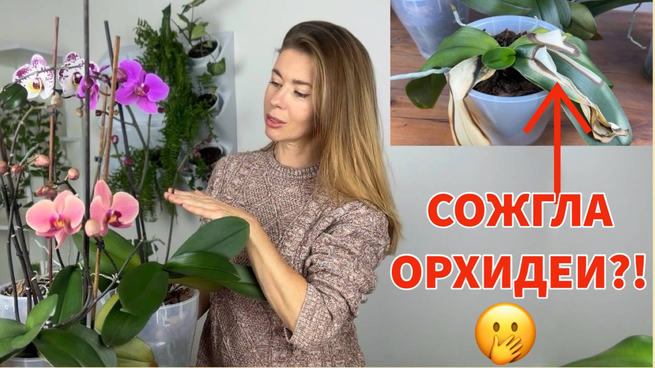 Мои ошибки в уходе за орхидеями. Исправила и дело пошло смотреть онлайн