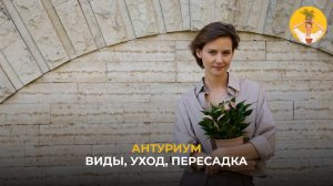 Антуриум. Виды, уход, пересадка.