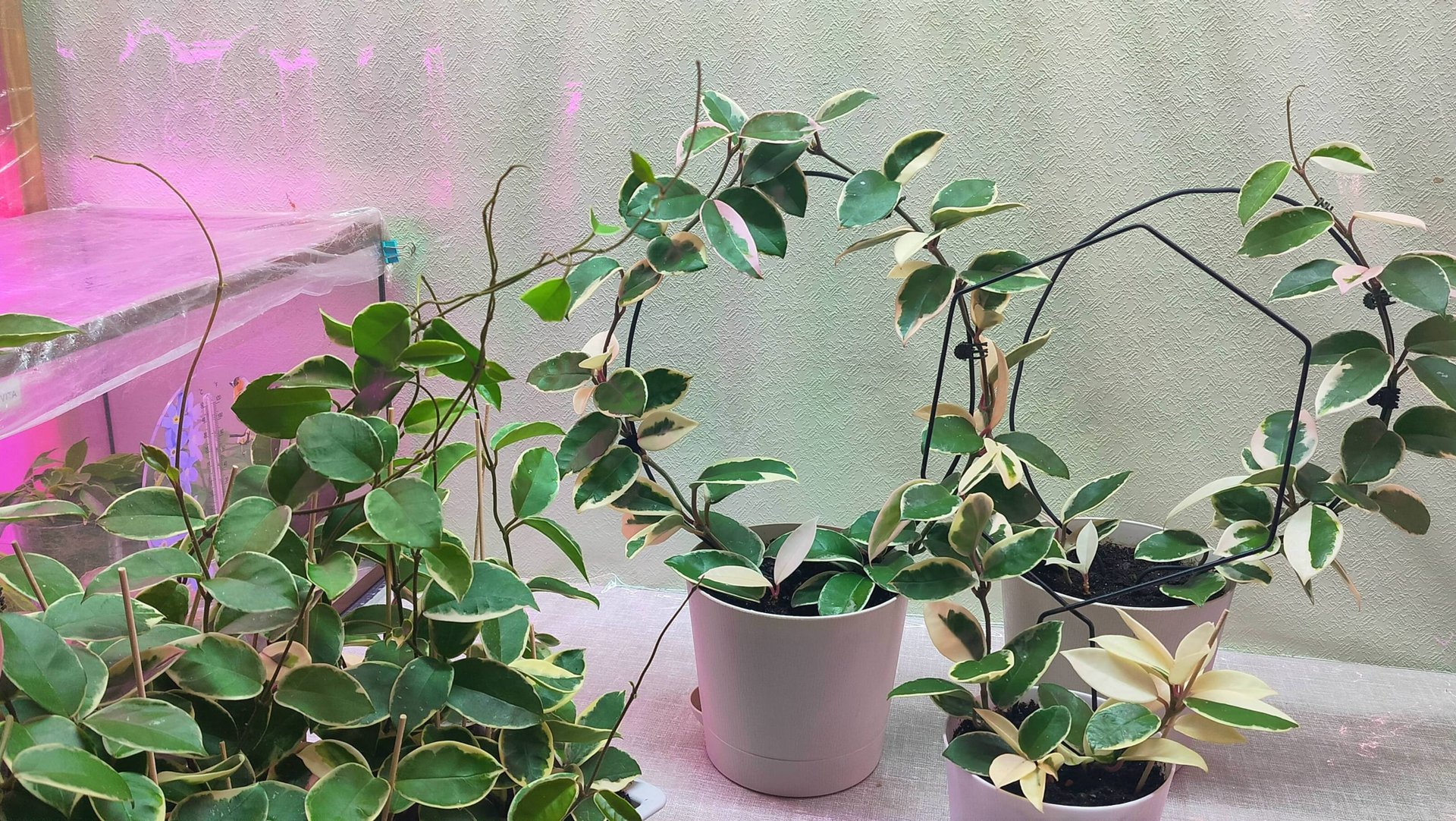 Как сделать яркой хойю "Кримсон Квин", тонкости черенкования смотреть онлайн