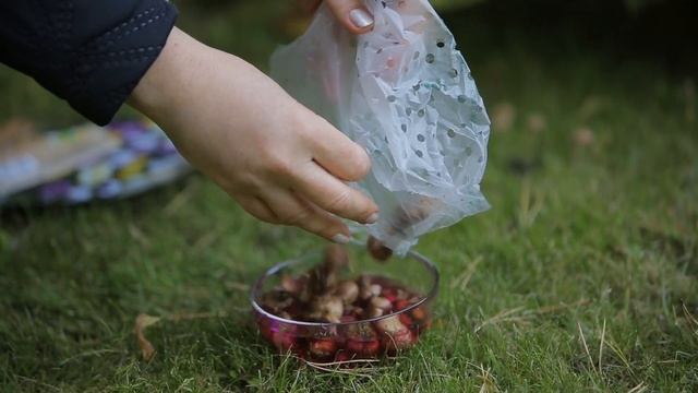 Посадка тюльпанов осенью. Cоветы по посадке луковичных растений осенью.