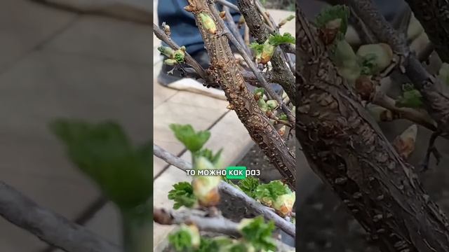 Почковый клещ на смородине: меры борьбы. Обработка смородины от болезней и вредителей весной.