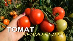 Томат ПРИМО РЕД F1. Обзор сортов ТОМАТОВ!