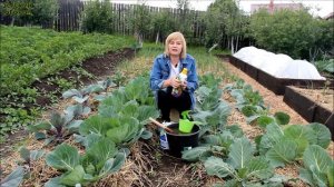 КАК ВЫРАСТИТЬ КРЕПКУЮ, СОЧНУЮ И ВКУСНУЮ КАПУСТУ! Советы от ЗЕЛЕНОГО ОГОРОДА!