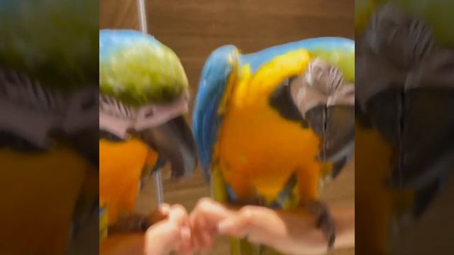 Smart And Funny Parrots Parrot Talking Videos Compilation (2024) - Cute Birds #12
