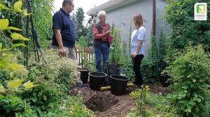 Лучшие сорта клематисов. Выращивание клематисов. Посадка и уход за клематисами. Цветение клематисов.
