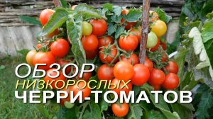 Урожайные НИЗКОРОСЛЫЕ ТОМАТЫ для выращивания в горшках. Советы от ЗЕЛЕНОГО ОГОРОДА!