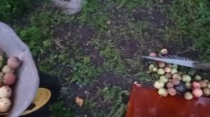 Как собирать опавшие яблоки.