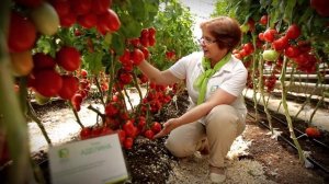 Очень урожайный сорт Аделина - транспортабельный, жаростойкий и засухоустойчивый сорт.