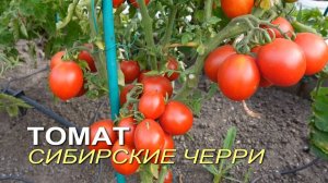 Томат СИБИРСКИЕ ЧЕРРИ-ли!? Обзор сортов ТОМАТОВ!