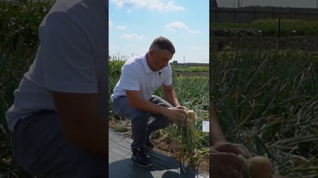 Репчатый лук длительного хранения. Сорт лука Форвард для хранения зимой.