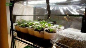 ВЫРАЩИВАНИЕ РАССАДЫ В МИНИ-ТЕПЛИЦЕ НА ПОДОКОННИКЕ 2020. Советы от Зеленого Огорода.